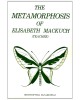 The Metamorphosis of Elisabeth Mackuch (Teacher)