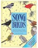 Songbirds: How to Attract Them and Identify Their Songs